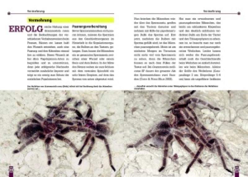Preview: Die Rote Chile-Vogelspinne